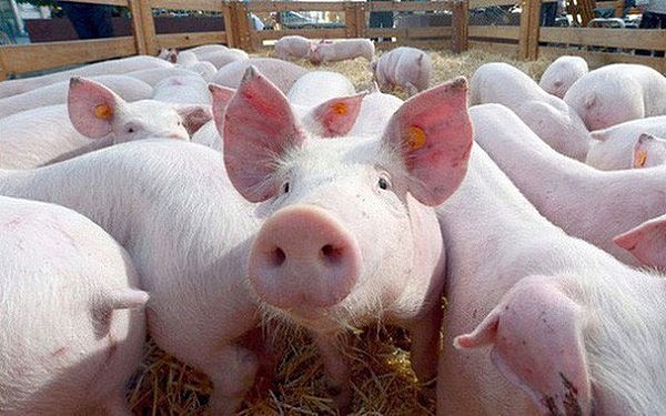 Giá lợn hơi ngày 24/1 dao động từ  53.000 - 58.000 đồng/kg