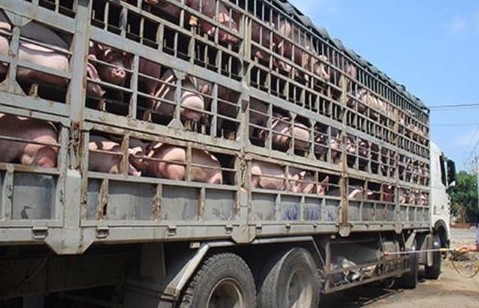 Giá lợn hơi tăng do nhu cầu tiêu thụ cận Tết
