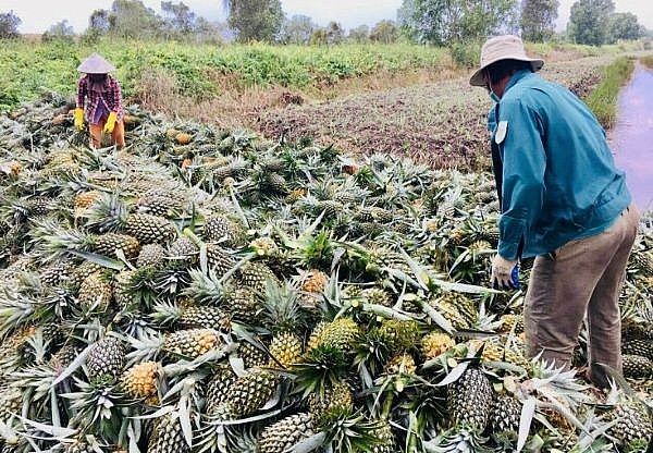 Thành lập Ban chỉ đạo phát triển nông nghiệp, nông thôn vùng Đồng bằng sông Cửu Long