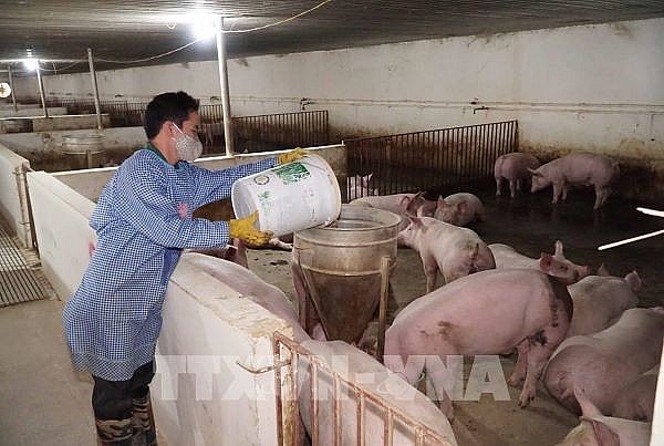 Giá lợn hơi hôm nay ngày 28/2/2022: Chững giá, cao nhất 55.000 đồng/kg