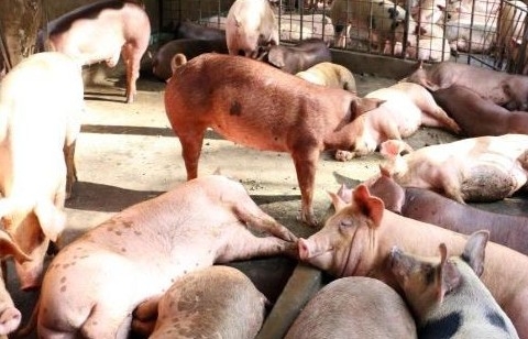 Giá lợn hơi hôm nay ngày 28/3/2022 đồng loạt đi ngang, trên cả 3 miền