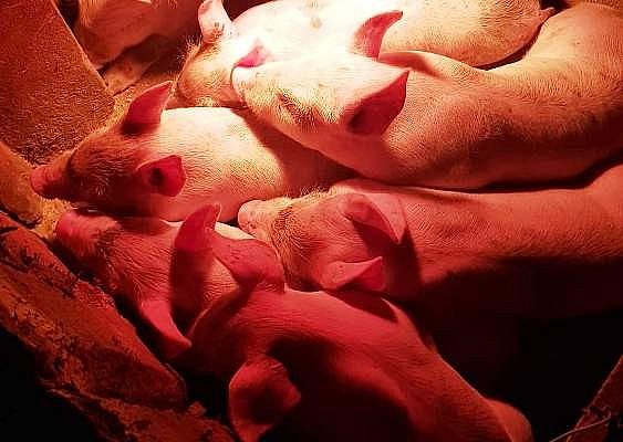 Giá lợn hơi hôm nay 16/3: Miền Nam tiếp tục tăng 1.000 đồng/kg