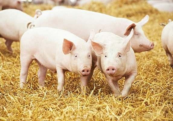 Giá lợn hơi hôm nay ngày 14/3/2022: Người chăn nuôi “bán tháo” vì giá cám tăng cao