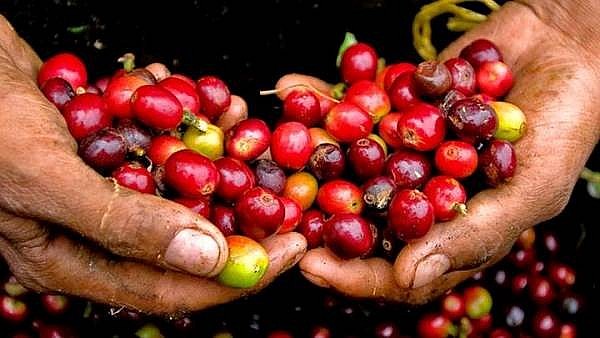 Giá cà phê hôm nay ngày 14/3: Cà phê Robusta giảm ở mốc 1.425 USD/tấn