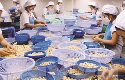 Vụ hạt điều xuất khẩu sang Italia: Giúp doanh nghiệp lấy lại quyền sở hữu hàng hoá