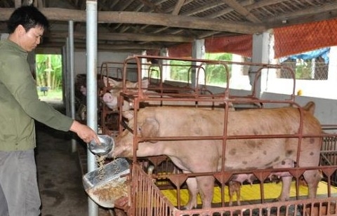 Bàn giải pháp "ghìm" tăng giá thức ăn chăn nuôi