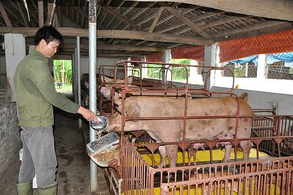 Làm gì để giải bài toán giá thức ăn chăn nuôi đang tăng?