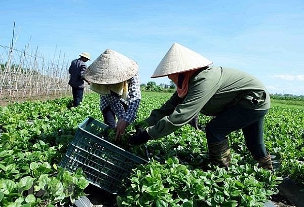 Hợp tác xã là giải pháp đầu tiên để cơ cấu lại nền nông nghiệp | Thời báo  Tài chính Việt Nam