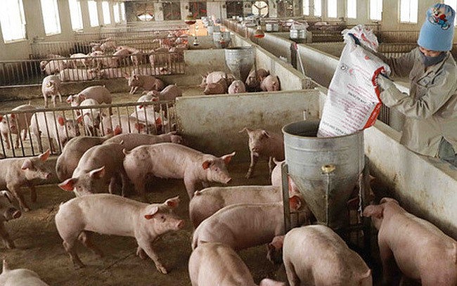 Giá lợn hơi hôm nay ngày 29/4 ổn định, giao dịch quanh mức 52.000 - 58.000 đồng/kg