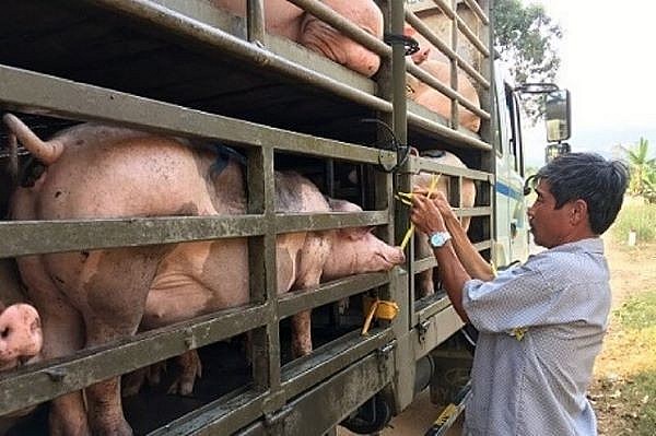 Giá lợn hơi hôm nay ngày 9/5 đồng loạt đi ngang