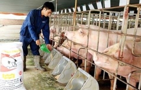 Giá lợn hơi hôm nay ngày 5/5 điều chỉnh trái chiều ở cả ba miền