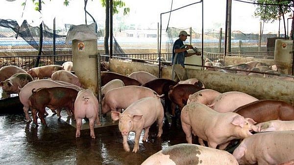 Giá lợn hơi ngày 11/5 miền Trung - Nam bát ngờ tăng 1.000 - 3.000 đồng/kg