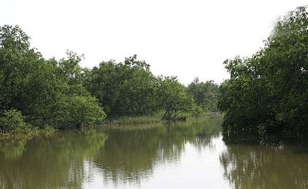 Hỗ trợ hơn 2 triệu USD cho tỉnh Thái Bình phục hồi và phát triển rừng ngập mặn