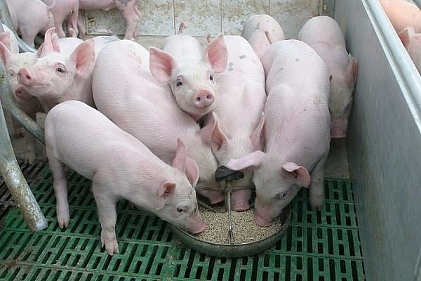 Giá lợn hơi hôm nay ngày 14/5: Miền Bắc tăng thêm 2.000 đồng/kg