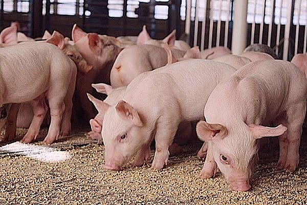 Giá lợn hơi ngày 19/5 đang giao dịch quanh mức 54.000 - 60.000 đồng/kg.