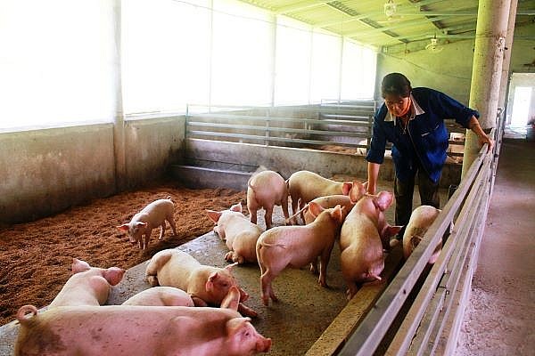 Giá lợn hơi hôm nay ngày 23/5 giao dịch quanh mức 54.000 - 60.000 đồng/kg