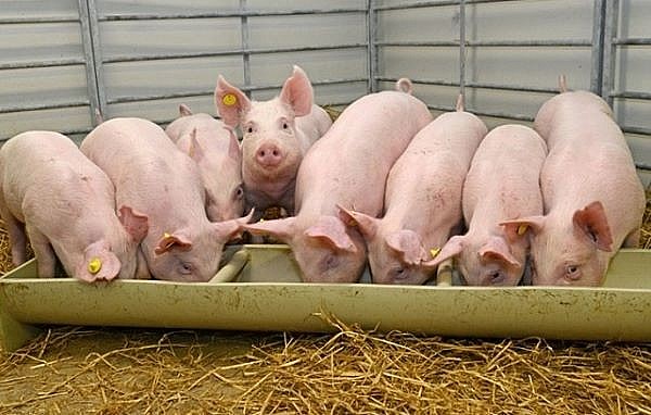Giá lợn hơi hôm nay ngày 15/6 biến động 1.000 - 2.000 đồng/kg tại 3 miền
