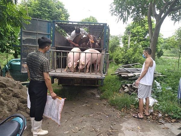 Giá lợn hơi hôm nay ngày 4/7/2022 có nơi đạt cao nhất 61.000 đồng/kg