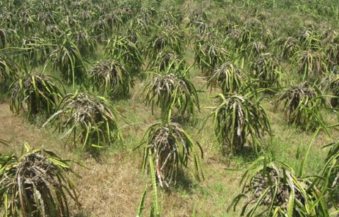 Nông dân chặt bỏ thanh long, Bộ Nông nghiệp và Phát triển nông thôn nói gì?