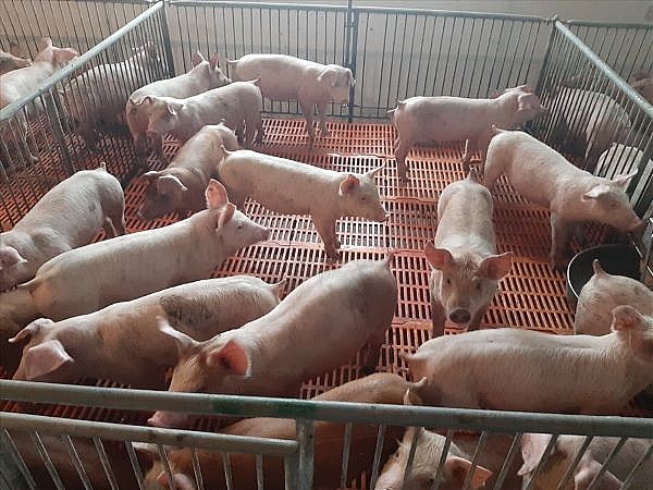 Giá lợn hơi hôm nay ngày 14/6 duy trì ở mức 53.000 - 58.000 đồng/kg