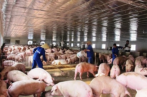 Giá lợn hơi đều giảm mạnh tại các thị trường kể từ đầu năm: Nguyên nhân vì sao?