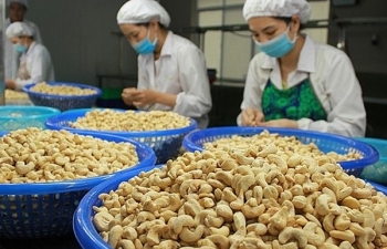 Hạt điều Việt Nam chiếm thị phần lớn tại thị trường Hà Lan