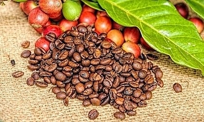 Giá cà phê hôm nay tăng mạnh lên mức 42 triệu đồng/tấn