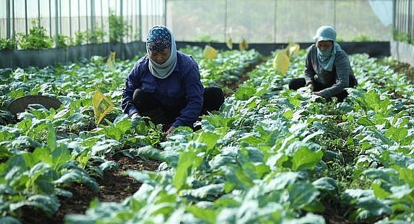 Kiểm soát nghiêm ngặt sản phẩm nông, lâm, thủy sản, đảm bảo an toàn thực phẩm để xuất khẩu