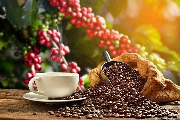 Giá cà phê ngày 15/11 duy trì trong khoảng 40.400 - 41.300 đồng/kg