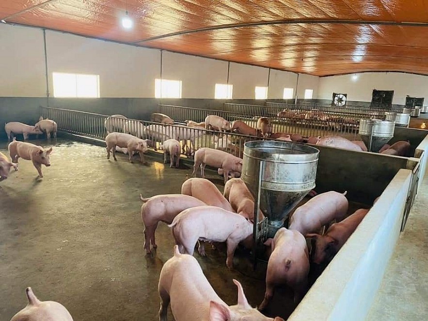 Nguy cơ bất ổn về giá cả mặt hàng thịt lợn là không thể chủ quan