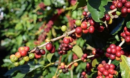 Giá cà phê ngày 17/11 đồng loạt giảm 400 đồng/kg