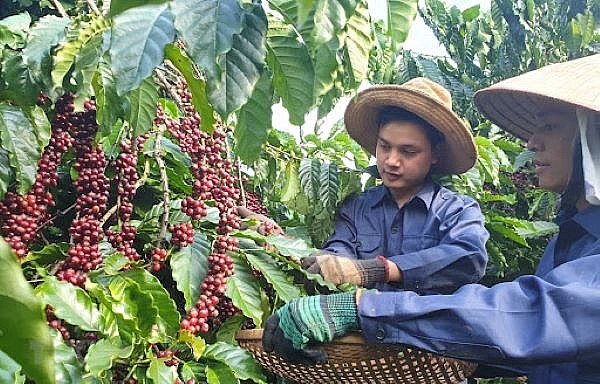 Cà phê Robusta và Arabica đảo chiều vụt tăng mạnh trong ngày 18/11