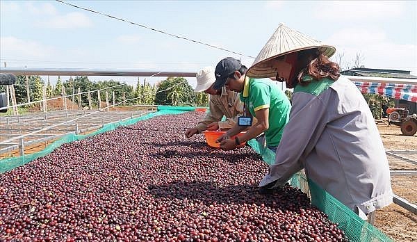 Giá cà phê tăng nhưng người trồng không vui do khan hiếm lao động