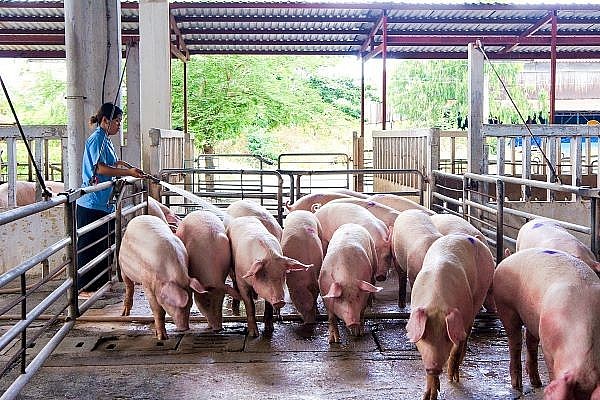 Giá lợn hơi ngày 18/11: Dao động khoảng 40.000 - 46.000 đồng/kg