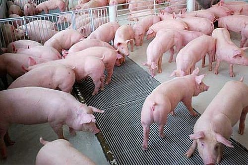 Giá lợn hơi ngày 16/11/2021 giảm 1.000 - 3.000 đồng/kg
