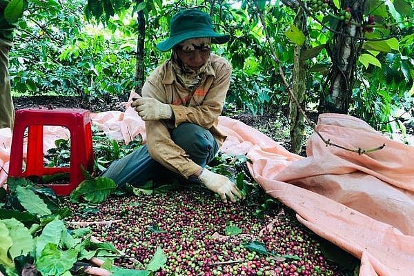 Giá cà phê Arabica được hỗ trợ bởi niềm tin số việc làm ở Mỹ tăng cao