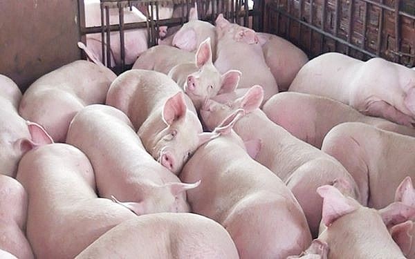 Giá lợn hơi miền Trung - Tây Nguyên tăng mạnh