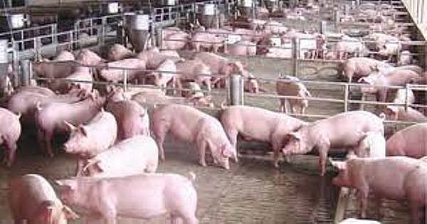 Giá lợn hơi 29.11.2021 tăng nhưng người nông dân vẫn phải bù lỗ
