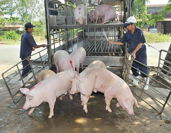 Giá lợn hơi ngày 30/11 tại miền Bắc tăng nóng, cao nhất 9.000 đồng/kg