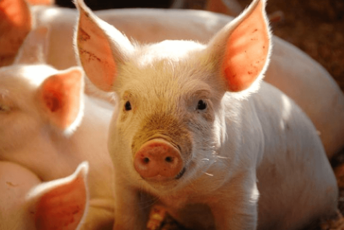 Giá lợn hơi miền Bắc tiếp tục tăng thêm 1.000 - 3.000 đồng/kg trong ngày 1/12