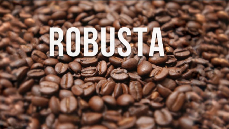 Giá cà phê Robusta tiếp tục tăng mạnh, vượt mốc 2.300 USD/tấn trong ngày 12/2