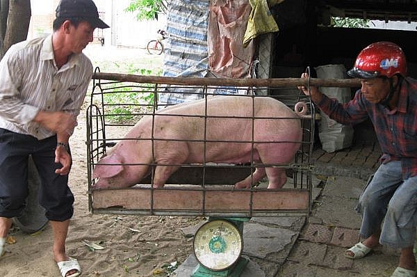 Giá lợn hơi tại miền Nam, miền Bắc tăng 1.000 đồng/kg