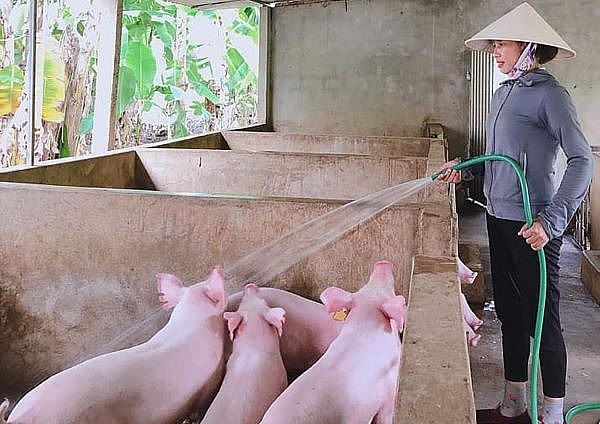 Trung Quốc tăng cường nhập khẩu thịt lợn khiến giá lợn hơi bất ngờ tăng mạnh?