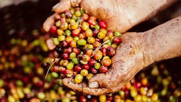 Giá cà phê trong nước ngày 7/12 tăng theo giá thế giới