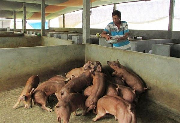 Giá lợn hơi ngày 4/1/2021 đạt 80.000 đồng/kg