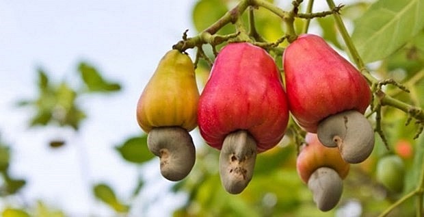 Cashew nut exports pick up in 2021 despite COVID-19 challenges