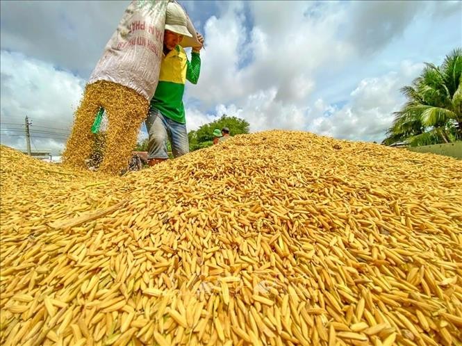 Giá gạo ngày 12/1 ổn định ở mức 7.500 đồng/kg đến 8.600 đồng/kg