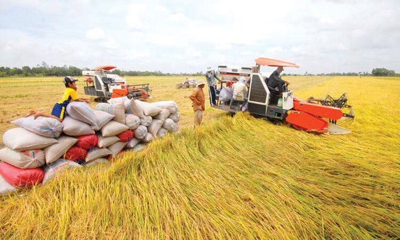 Giá lúa gạo ngày 13/1 : Giá gạo TP IR 504 giảm 100 đồng/kg
