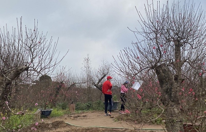 Vườn đào Nhật Tân nở rộ “hút” khách những ngày giáp tết