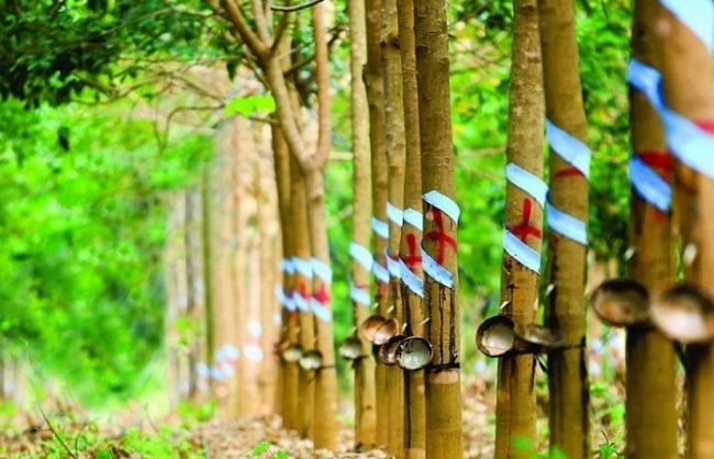 GVR: Lợi nhuận sau thuế quý IV/2021 giảm 44%